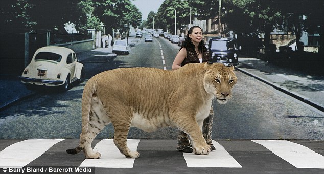 [Hercules_biggest_liger_03.jpg]