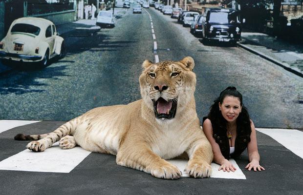 [Hercules_biggest_liger_02.jpg]