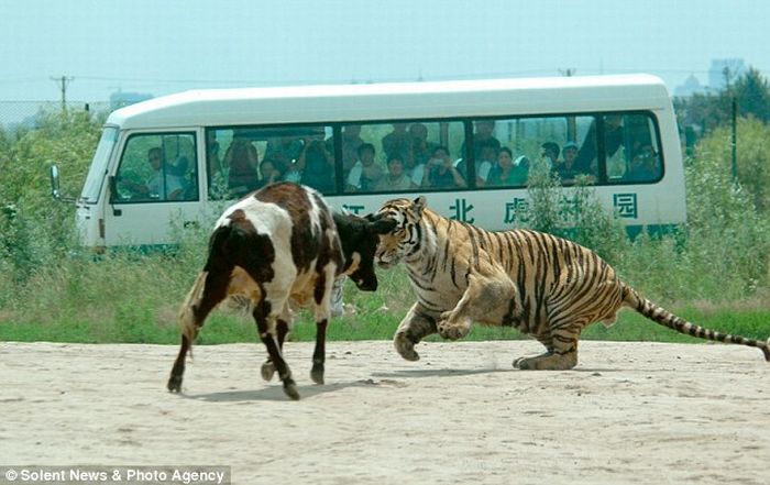[live_cow_fed_to_tigers_china_03.jpg]