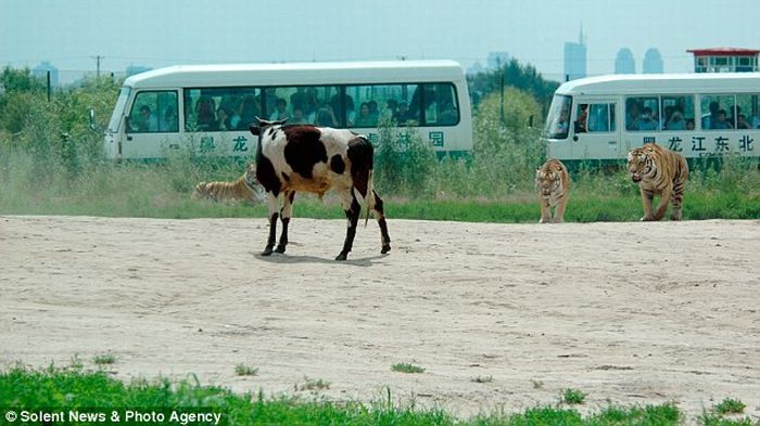 [live_cow_fed_to_tigers_china_02.jpg]