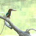 VEDANATHANGAL WLS white throated kingfisher ?.jpg, ~ White Breasted Kingfisher ~ Keoladeo WLS 1/05, Animals in India