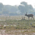 KEOLADEO big buck, birds.jpg, ~ Sambar & various water birds in the morning mist ~ Keoladeo Ghana NP, Bharatpur, RAJ 1/05, Animals in India
