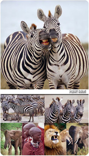 Safari Stock photos nicegfx.com