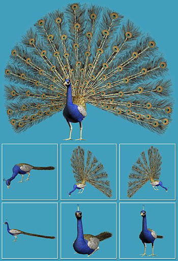 Peacocks Photoshop nicegfx.com