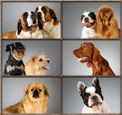 Cute puppys - Desktop Wallpapers nicegfx.com