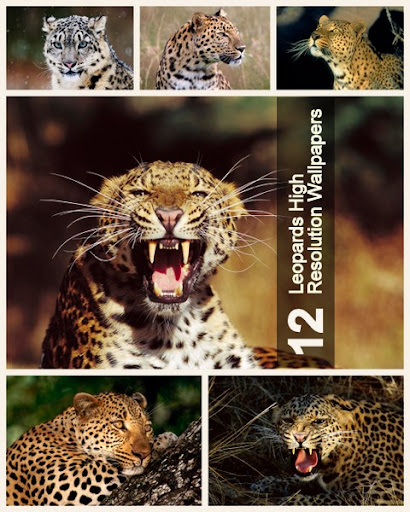 12 Leopards High Resolution Wallpapers nicegfx.com