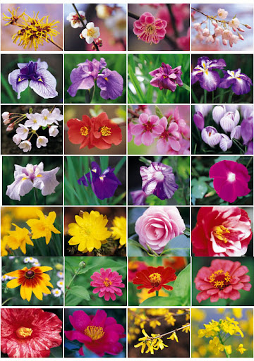 Flower Fantasy - Stock Photos nicegfx.com