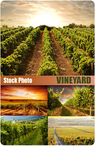 UHQ, Stock, Photo, Vineyard