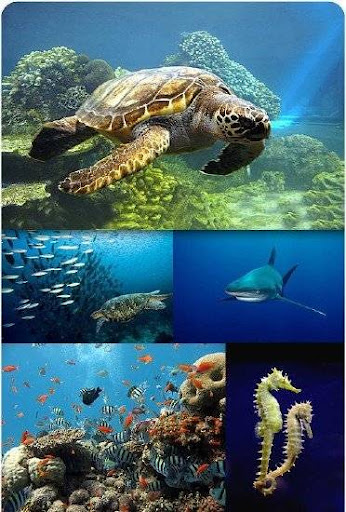 Beautiful Photos - Under the Water nicegfx.com