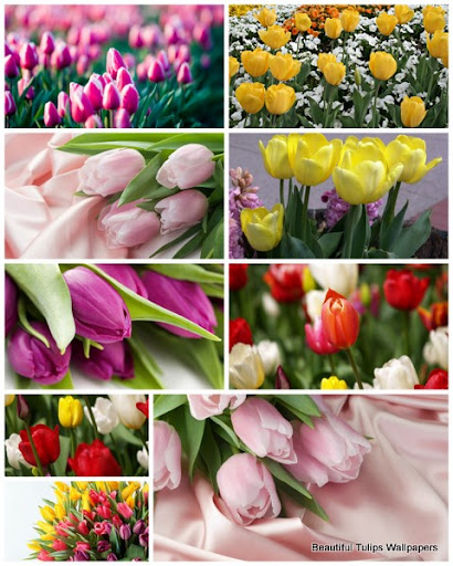 40 Beautiful Tulips Wallpapers nicegfx.com