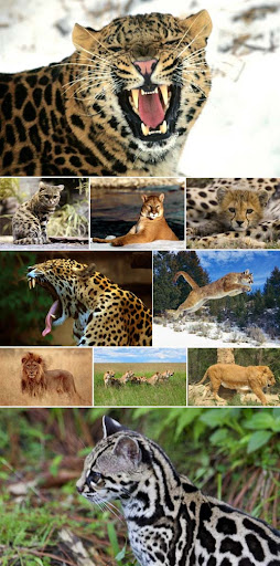 wild wallpapers. Wild Cats Wallpapers