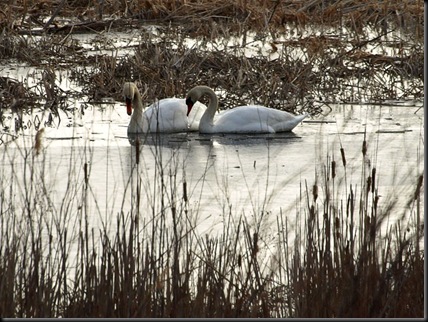 mute swans unsized