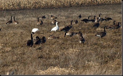 Snow geese at Fish Point 03 19 2011