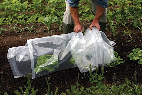 Easy Poly Tunnel - stretched out over a row of salads