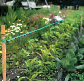 Birdscare - over vegetable patch