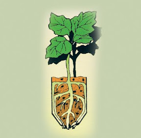 The plant then compensates by producing new root growth, with no root balls.