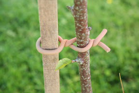 Original Soft-tie Woody Roll - sapling support