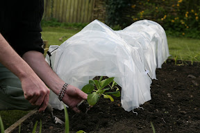 Easy Poly Tunnel - planting out
