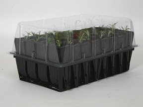 Rapid Rootrainers - with propagation lid