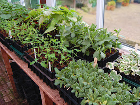 Rootrainers - in Greenhouse