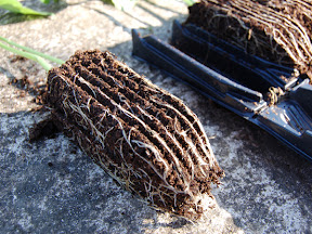 Rootrainers - Planting out