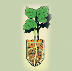 The plant then compensates by producing new root growth, with no root balls.