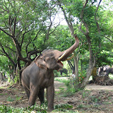 Flying elephant.jpg