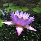 flower2.jpg