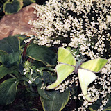 images-Landscape Lighting and Illumination-illum_b4.jpg