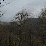 06/11/19 Bosque de Peloño (Ponga) Asturias
