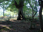 Carballo preto do Despoblado de las Rozas