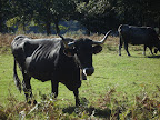 Tudanca