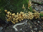Cogumelos