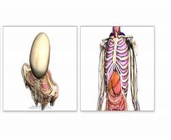 Body-Browser Body Browser Learn parts of human body with Body Browser