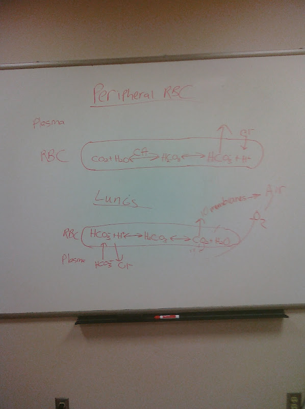 co2_exchange_cycle.jpg