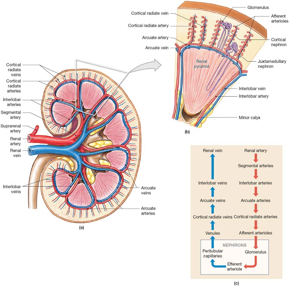kidney_bloodsupply.jpg