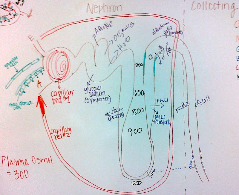 kindey_nephron_master.jpg