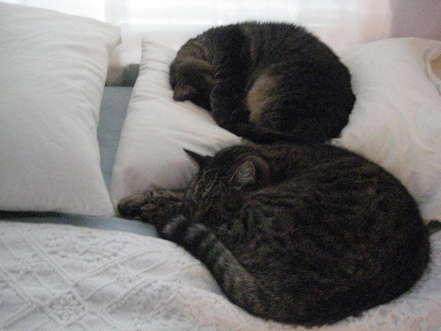 Justice is the kitty-blob on the bottom