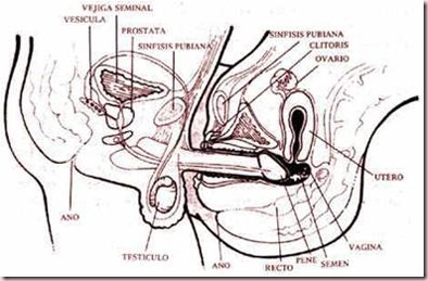 penetracion-vaginal