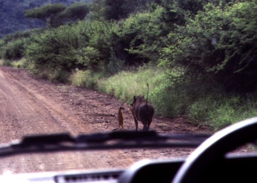 timon and pumba.jpg