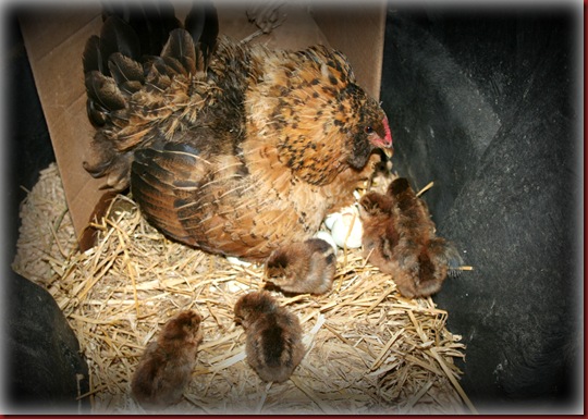 blog farm hen chicks