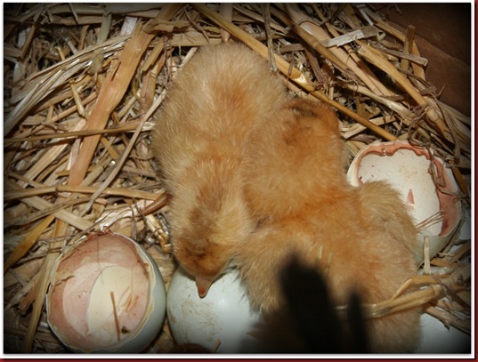 blog farm yellow chicks