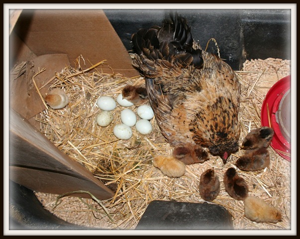 [Blog farm hen and 9 chicksIMG_2759[5].jpg]