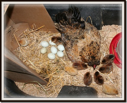 Blog farm hen and 9 chicksIMG_2759
