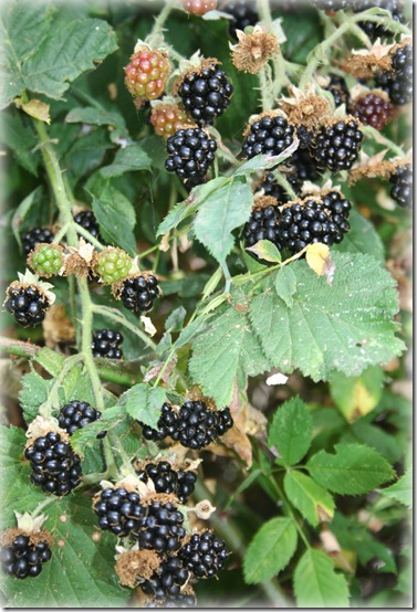 Blog farm berriesIMG_2445