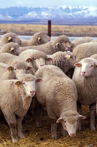 [Flock_of_sheep4.jpg]