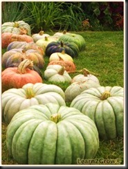 HeirloomPumpkins_225x298.ashx HeirloomPumpkins_225x298.ashx