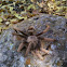 Desert tarantula