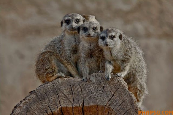 animals_217_04.jpg