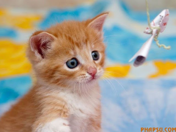 animals_217_06.jpg